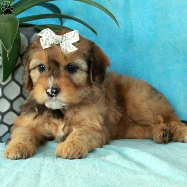 Azalea, Mini Aussiedoodle Puppy