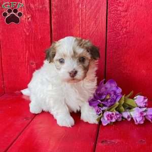 Greenfield hot sale havanese puppies