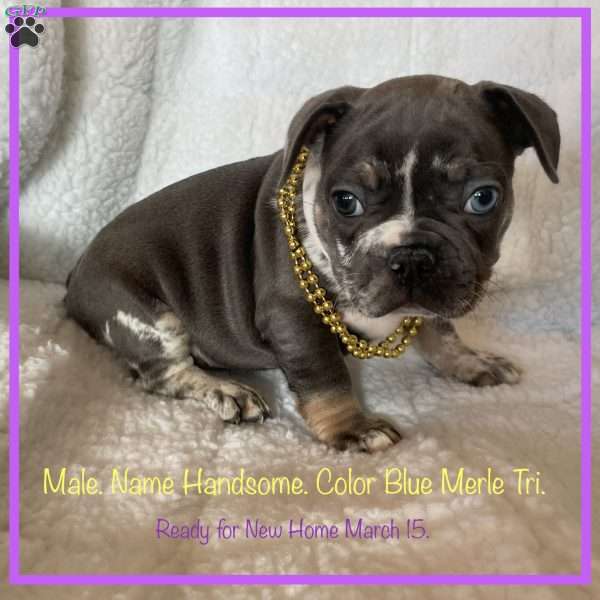 Handsome, French Bulldog Puppy