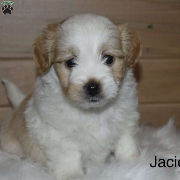 Jacie, Havanese Puppy