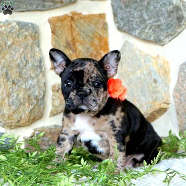 Bailey, Frenchton Puppy