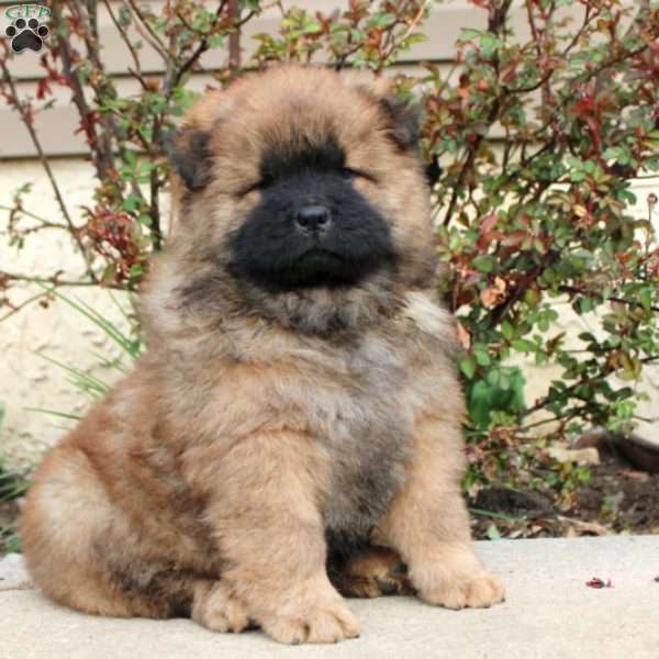 Bandit, Chow Chow Puppy
