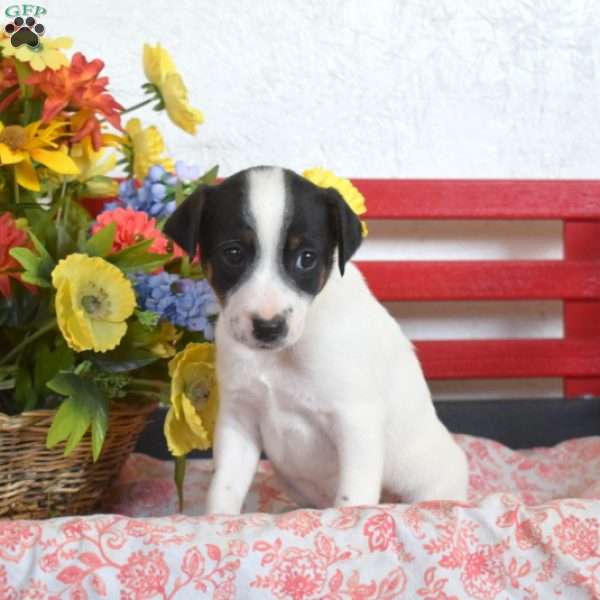 Bandit, Jack Russell Terrier Puppy