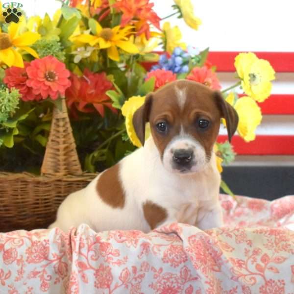 Barkley, Jack Russell Terrier Puppy