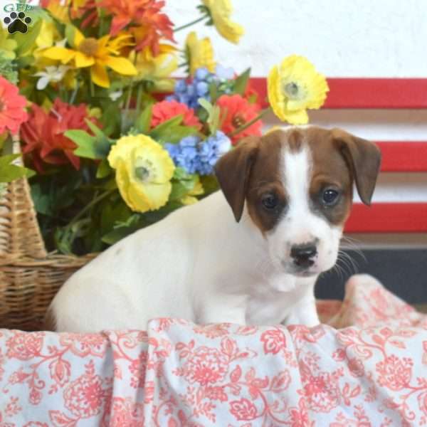Barley, Jack Russell Terrier Puppy