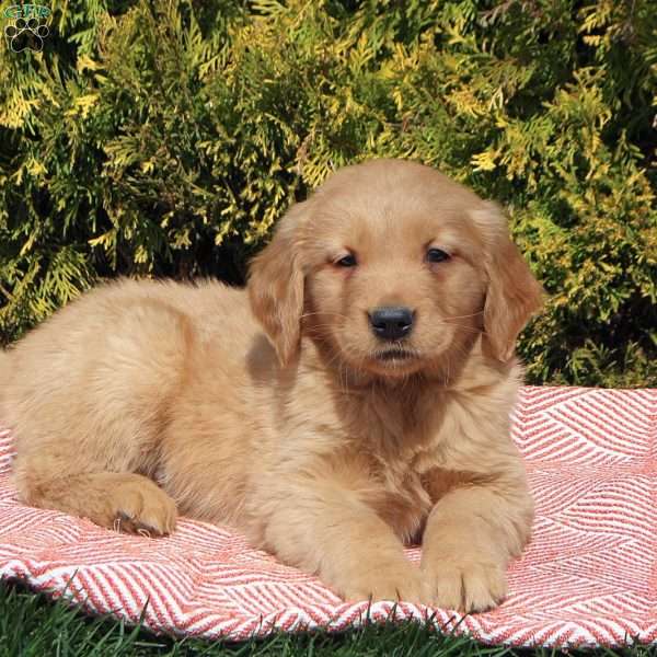 Barry, Golden Retriever Puppy