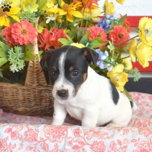 Beau, Jack Russell Terrier Puppy