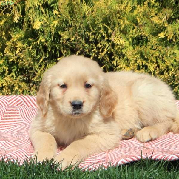 Becca, Golden Retriever Puppy