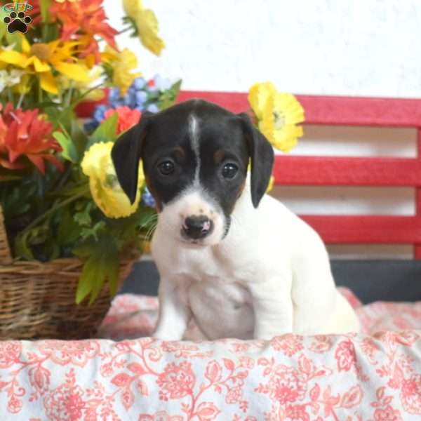 Bella, Jack Russell Terrier Puppy
