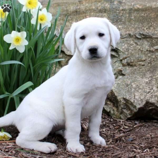 Bella, Yellow Labrador Retriever Puppy