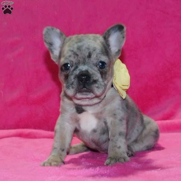 Bella, French Bulldog Puppy
