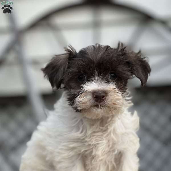 Bella, Havanese Puppy