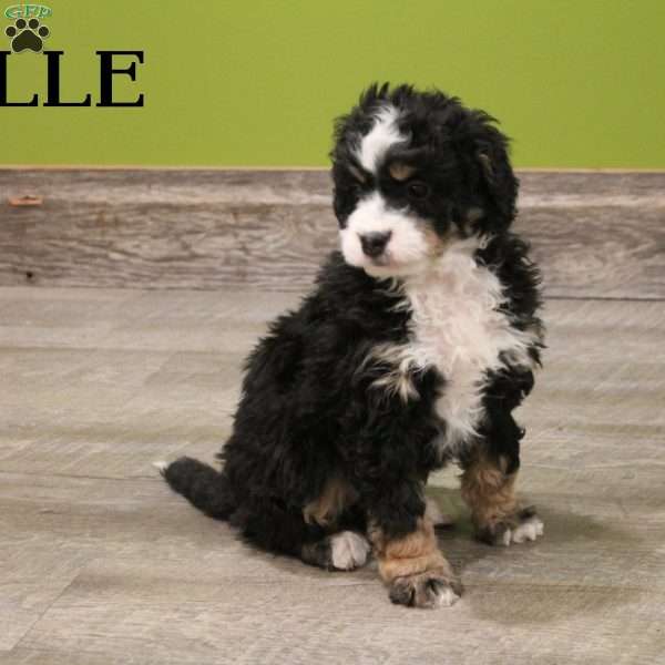 Belle, Mini Bernedoodle Puppy