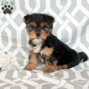 Greenfield yorkies hot sale