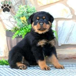 Rottweiler Puppies For Sale - Greenfield Puppies
