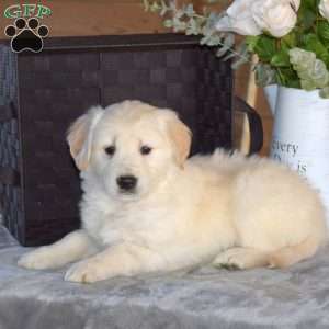 Benji, Golden Retriever Puppy