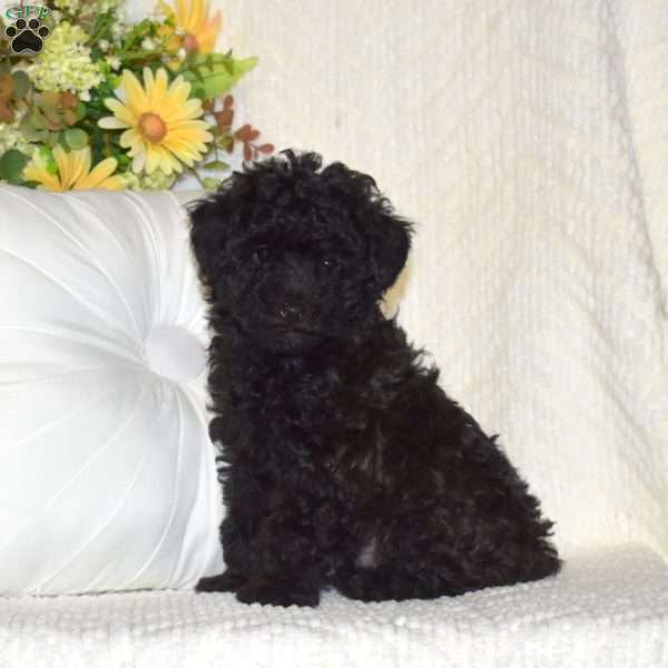Bennett, Toy Poodle Puppy
