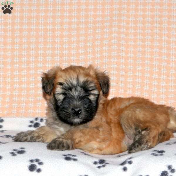 Benny, Soft Coated Wheaten Terrier Puppy
