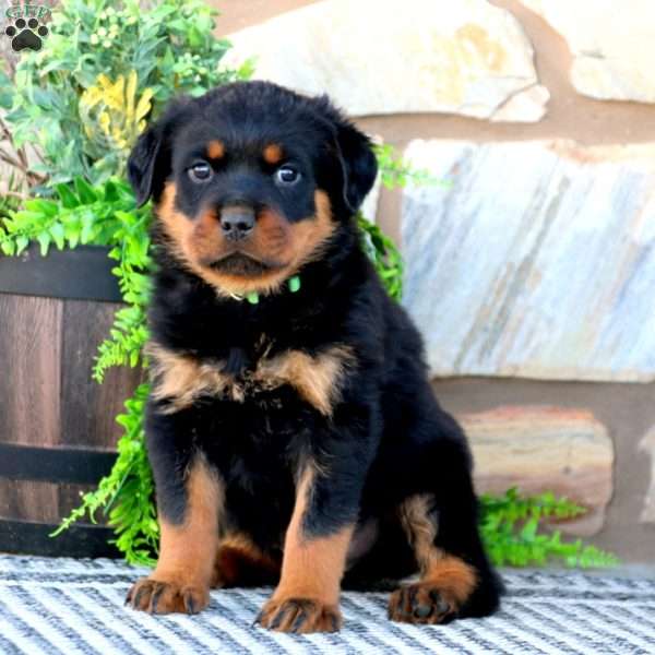 Bentley, Rottweiler Puppy