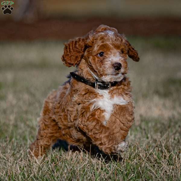Bernie, Mini Goldendoodle Puppy