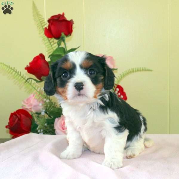 Berry, Cavalier King Charles Mix Puppy