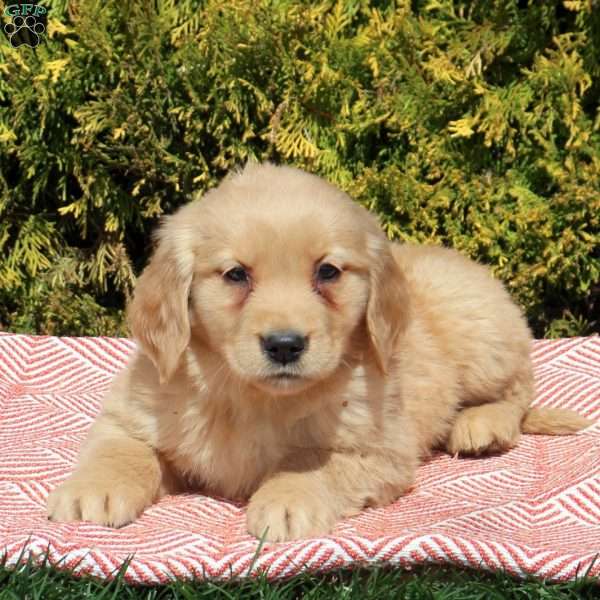 Betty, Golden Retriever Puppy