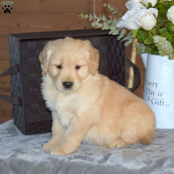 Billy, Golden Retriever Puppy