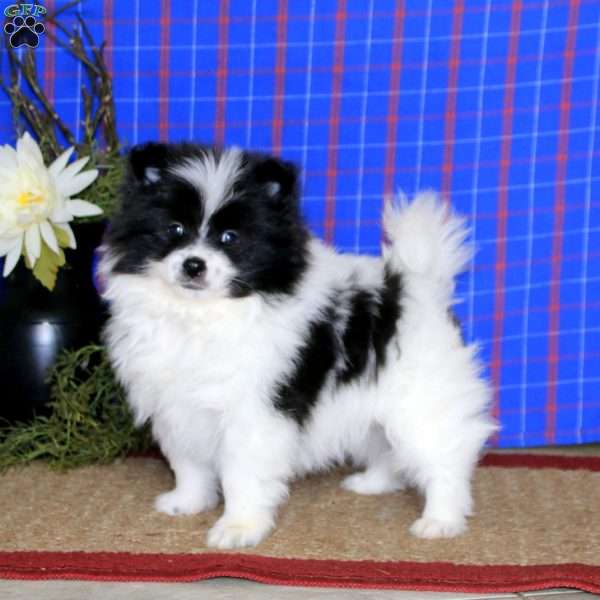 Blake, Pomeranian Puppy