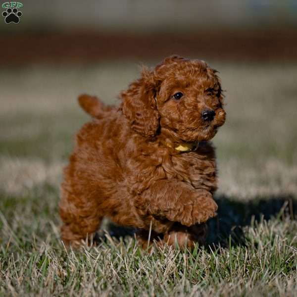 Blazer, Mini Goldendoodle Puppy