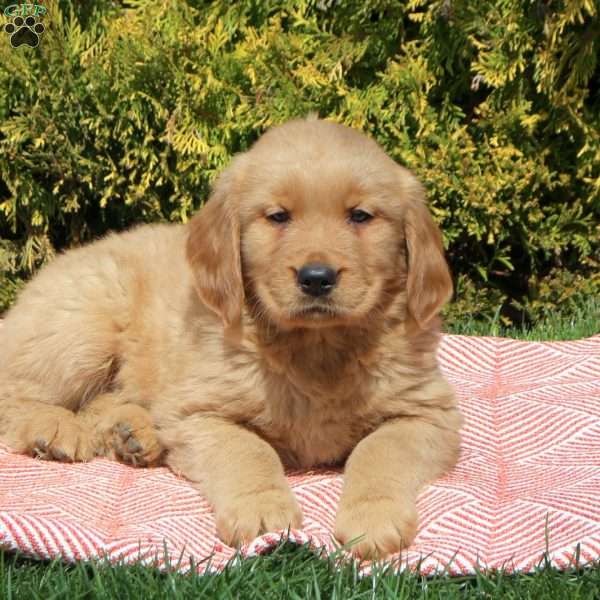 Bobby, Golden Retriever Puppy