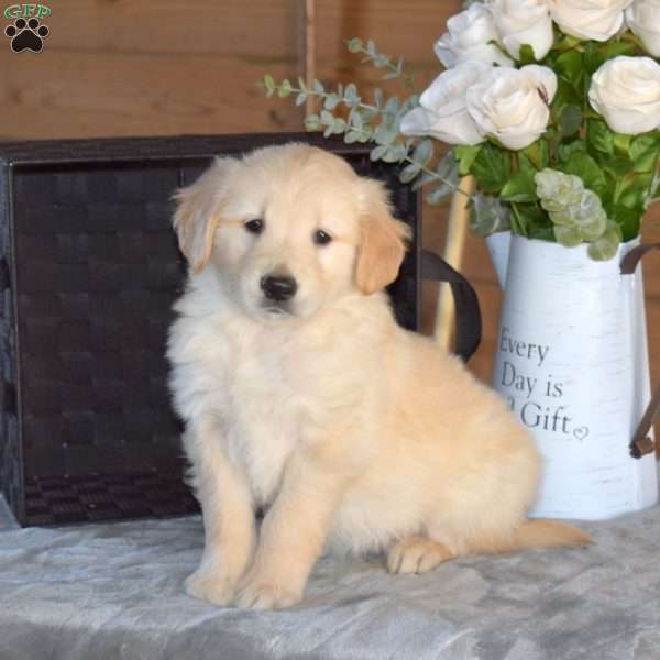 Bobby, Golden Retriever Puppy