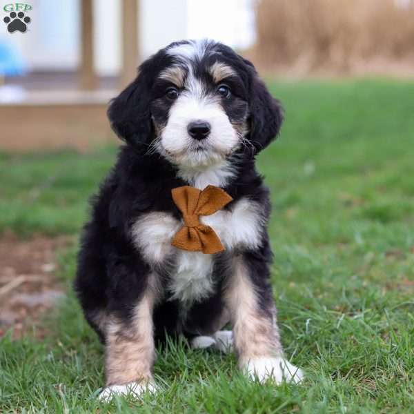 Bodhi, Bernedoodle Puppy