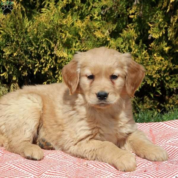 Bonnie, Golden Retriever Puppy