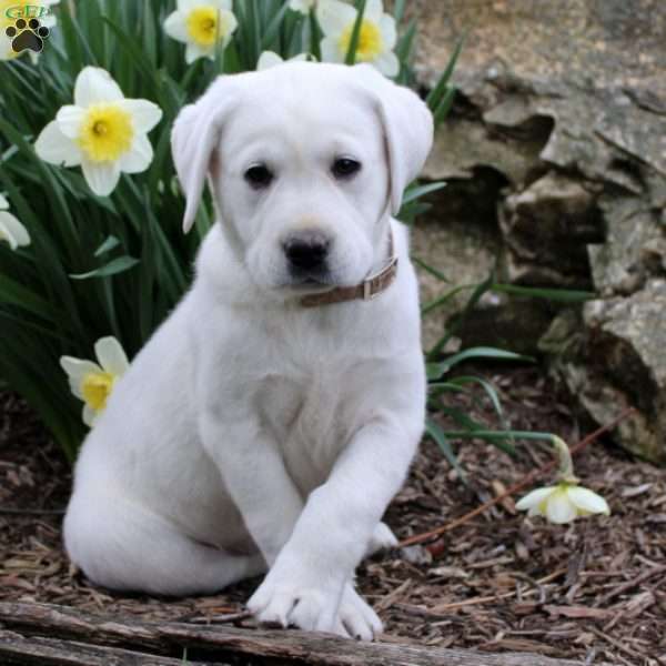 Bonnie, Yellow Labrador Retriever Puppy