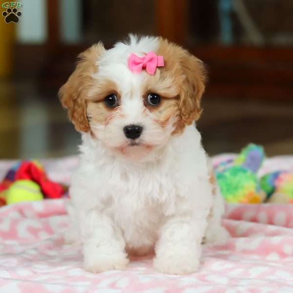 Bonnie, Cavachon Puppy