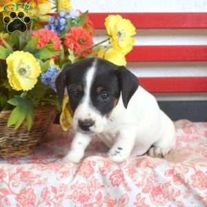 Boomer, Jack Russell Terrier Puppy