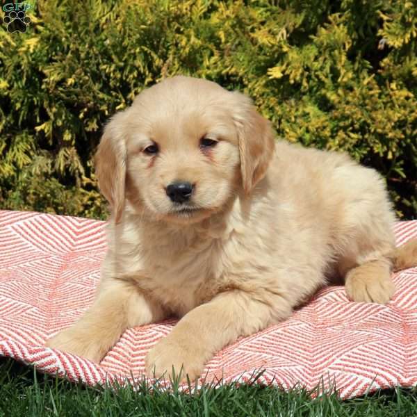 Boris, Golden Retriever Puppy