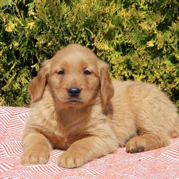 Brenda, Golden Retriever Puppy
