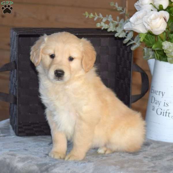 Brianna, Golden Retriever Puppy