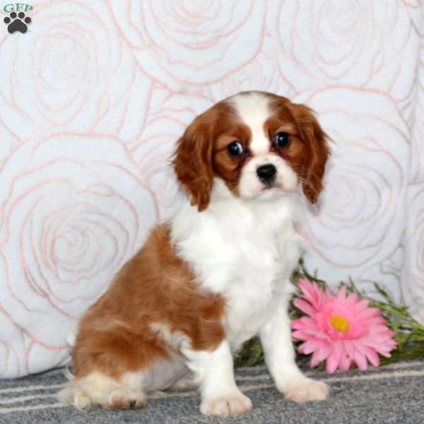 Brie, Cavalier King Charles Spaniel Puppy