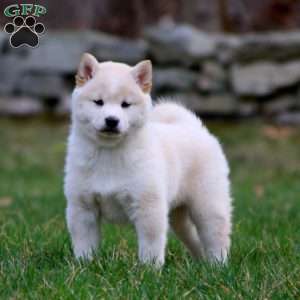 Miniature shiba inu for 2024 sale