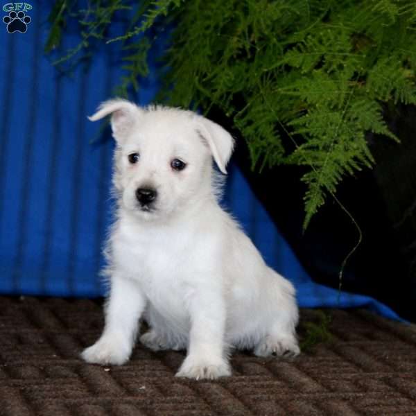 Britney, West Highland Terrier Puppy