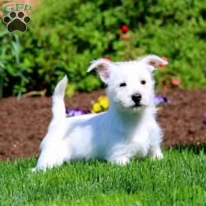 Britney, West Highland Terrier Puppy