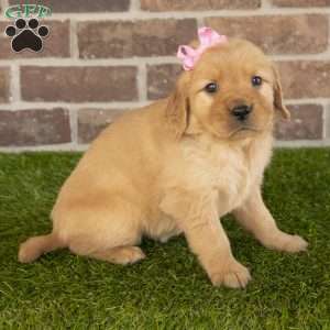 Brittany, Golden Retriever Puppy