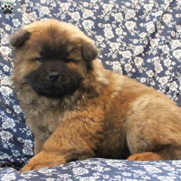 Brody, Chow Chow Puppy