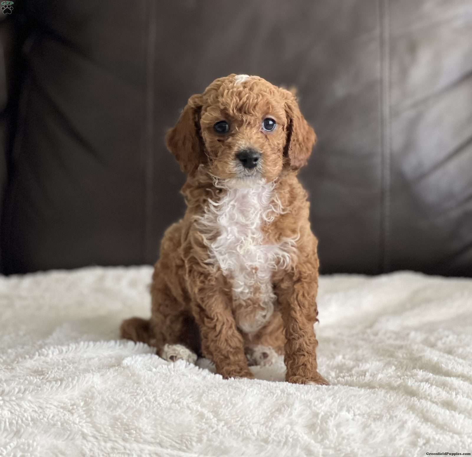 Brody Cockapoo Puppy For Sale in Pennsylvania