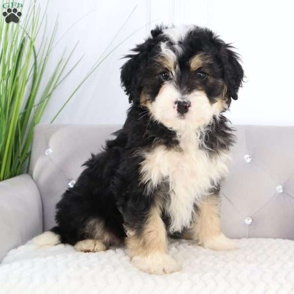Bruno, Mini Bernedoodle Puppy