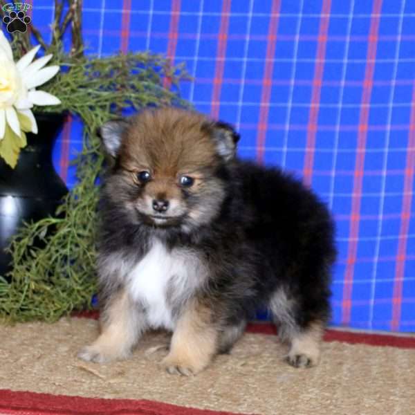 Bryce, Pomeranian Puppy