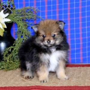 Bryce, Pomeranian Puppy