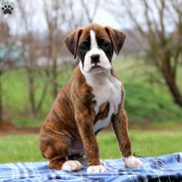Brynlee, Boxer Puppy